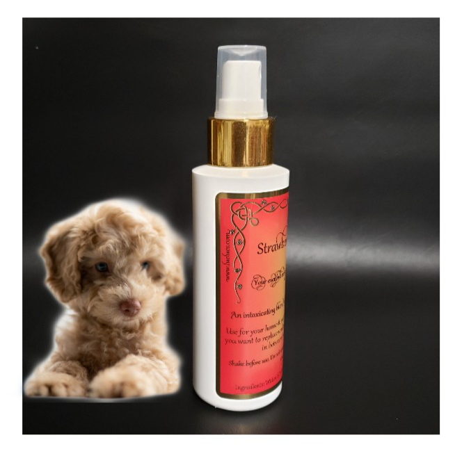strawberries & champaign fragrance perfume for dogs
