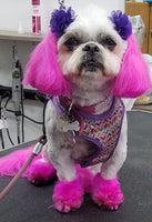 Dog grooming in Wauwatosa and Milwaukee, with pet hair coloring! Shih-tzu Teddybear grooming, pink hair color for dogs. Come to the best grooming salon in the Milwaukee and Brookfield area! Call Aminah at 414-369-8870